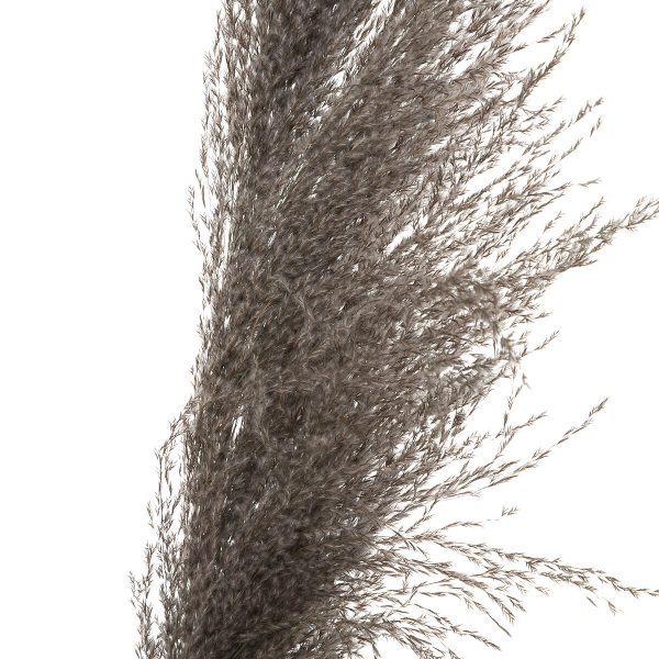 ATMOSPHERA ORNAMENTAL BRANCH PAMPAS 110CM 3/1 DRIED HERBS Ocher - Image 6